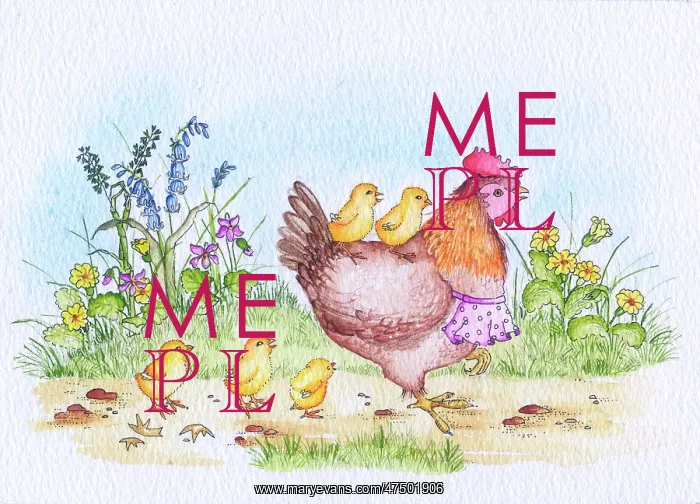 : Hen with two chicks on her back : Hen with two chicks on her back