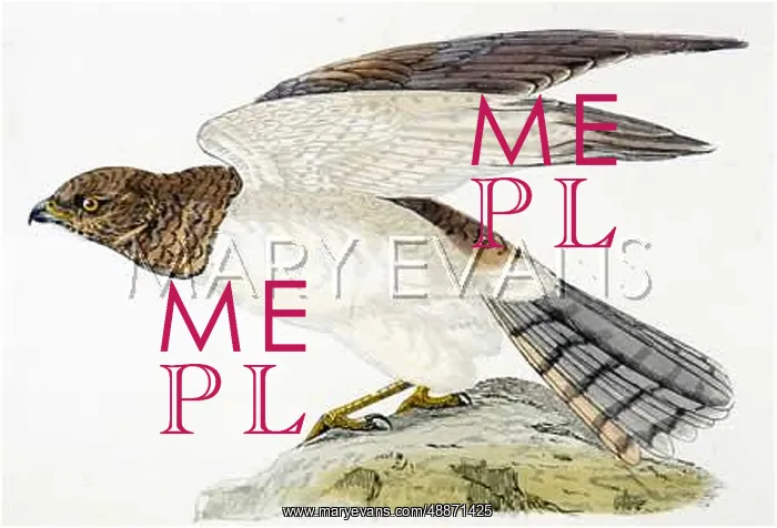  : HEN HARRIER