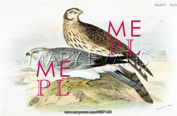  : HEN HARRIER