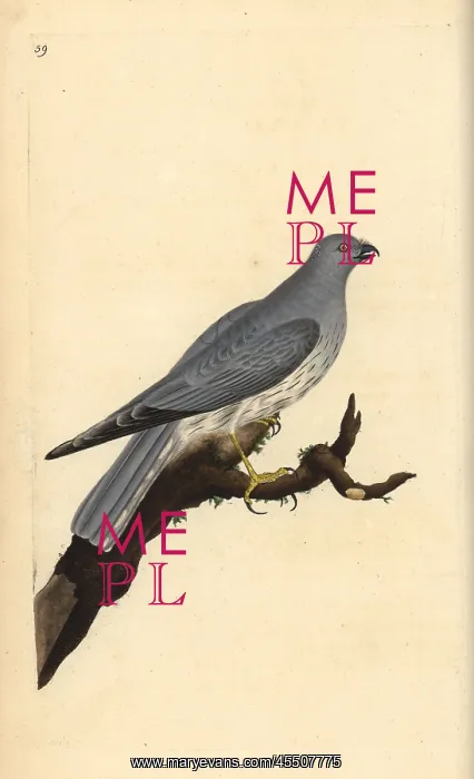 : Hen harrier, Circus cyaneus : Hen harrier, Circus cyaneus