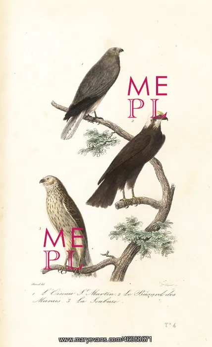 : Hen harrier, Eurasian marsh-harrier and Montagu's harrier : Hen harrier, Eurasian marsh-harrier and Montagu's harrier