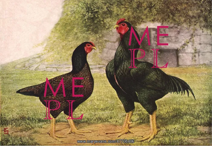  : Hen and Rooster
