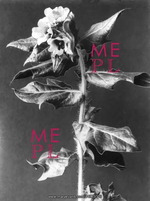 : HENBANE. Henbane (Hyoscyamus Niger), is wild, poisonous plant : HENBANE. Henbane (Hyoscyamus Niger), is wild, poisonous plant