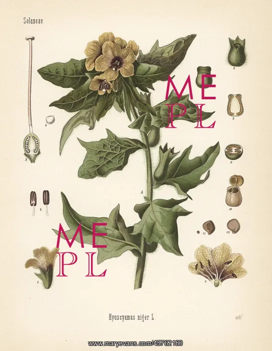 : Henbane, Hyoscyamus niger : Henbane, Hyoscyamus niger