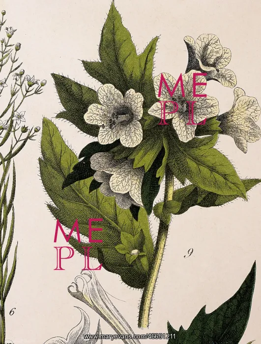 : Henbane plant : Henbane plant