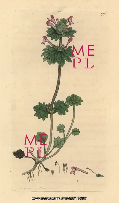 : Henbit dead-nettle, Lamium amplexicaule : Henbit dead-nettle, Lamium amplexicaule