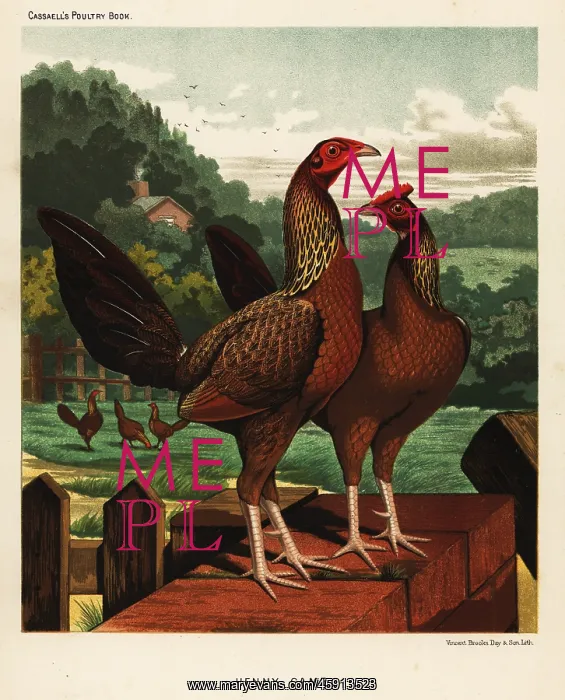 : Henny or hennie game birds : Henny or hennie game birds