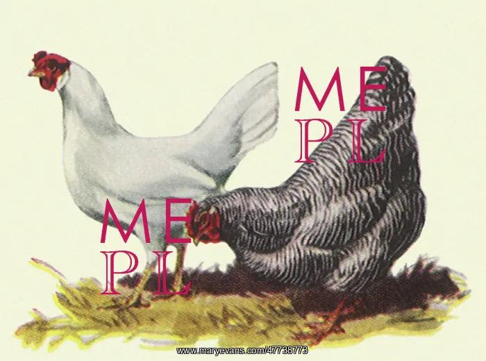 : Two Hens : Two Hens