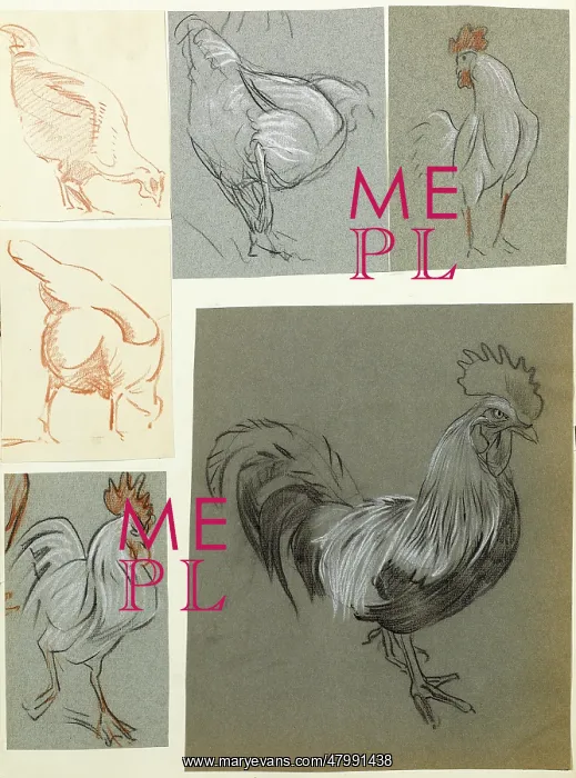  : Hens and cockerels