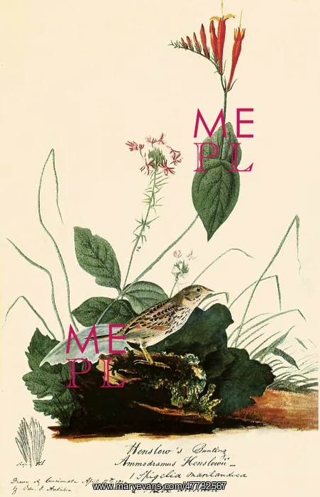  : Henslow's Sparrow