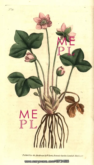 : Hepatica or noble liverwort, Anemone hepatica : Hepatica or noble liverwort, Anemone hepatica