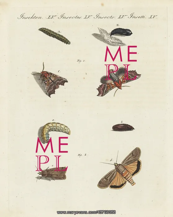 : Herald moth and large yellow underwing : Herald moth and large yellow underwing