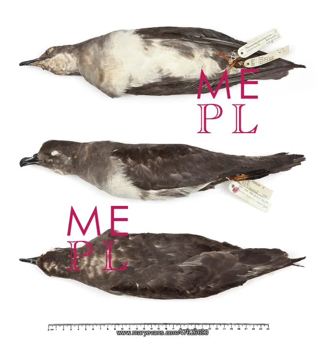 : Herald petrel : Herald petrel