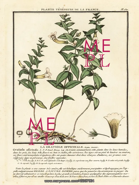 : Herb of grace, Gratiola officinalis : Herb of grace, Gratiola officinalis