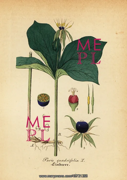 : Herb Paris, Paris quadrifolia : Herb Paris, Paris quadrifolia