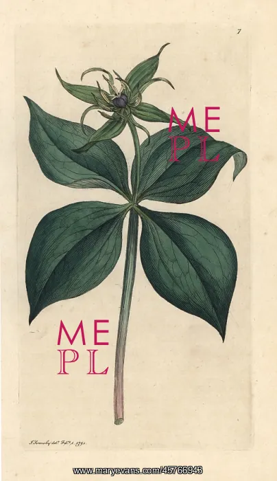 : Herb Paris, Paris quadrifolia : Herb Paris, Paris quadrifolia