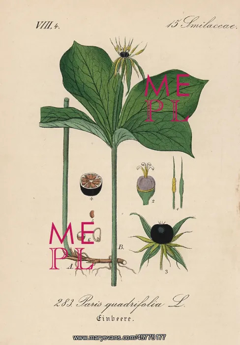 : Herb Paris, Paris quadrifolia : Herb Paris, Paris quadrifolia