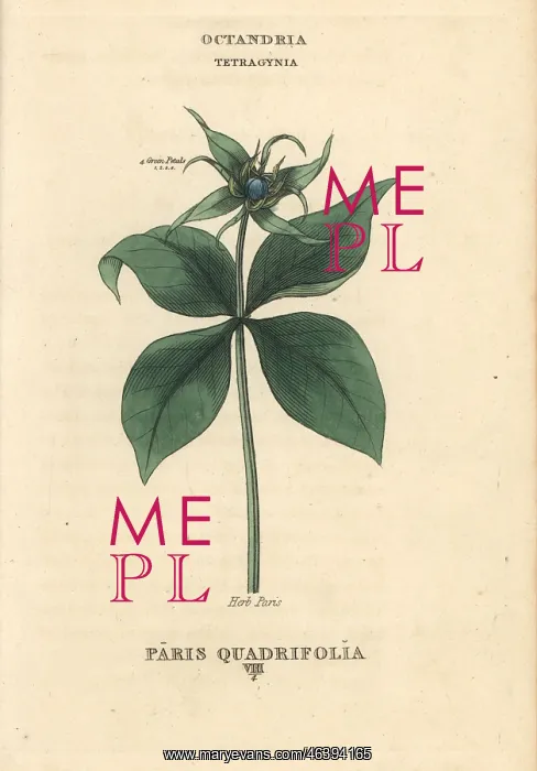 : Herb Paris, Paris quadrifolia : Herb Paris, Paris quadrifolia