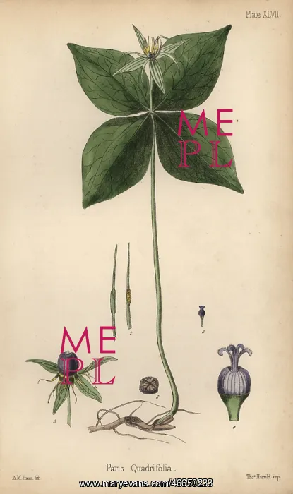 : Herb of Paris, Paris quadrifolia : Herb of Paris, Paris quadrifolia