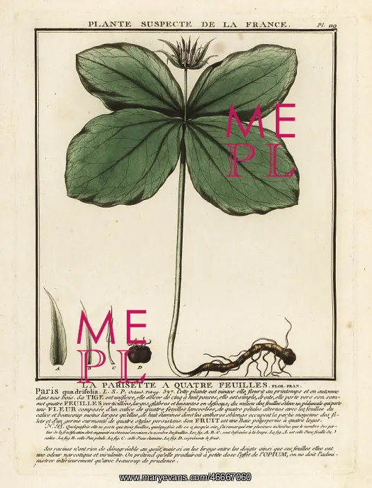 : Herb-paris, Paris quadrifolia : Herb-paris, Paris quadrifolia