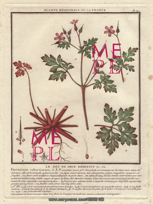 : Herb Robert, Geranium robertianum : Herb Robert, Geranium robertianum