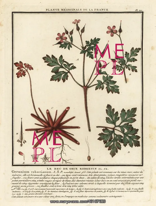  : Herb-Robert, Geranium robertianum
