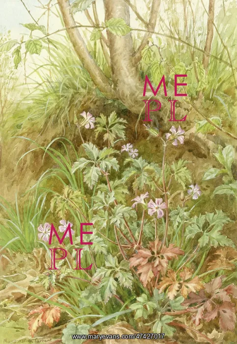 : Herb Robert growing in natural setting : Herb Robert growing in natural setting