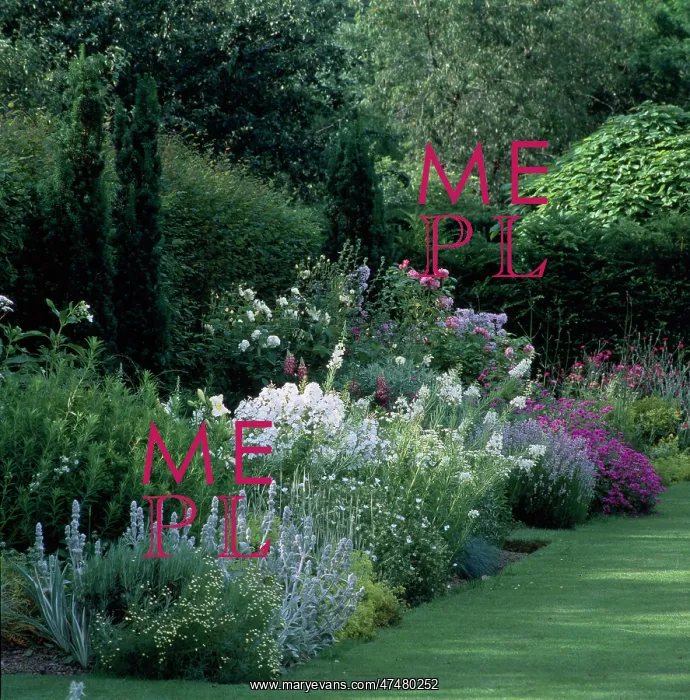: Herbaceous Border with Hollyhocks, pinks etc : Herbaceous Border with Hollyhocks, pinks etc