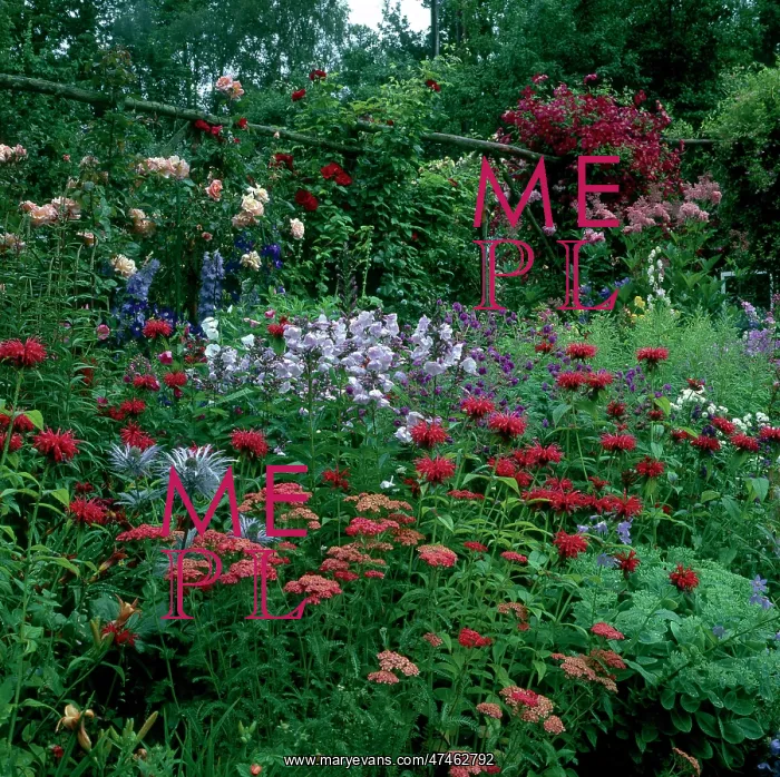 : Herbaceous Border ? July : Herbaceous Border ? July