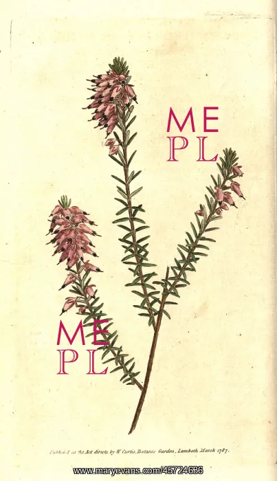 : Herbaceous heath, Erica herbacea : Herbaceous heath, Erica herbacea
