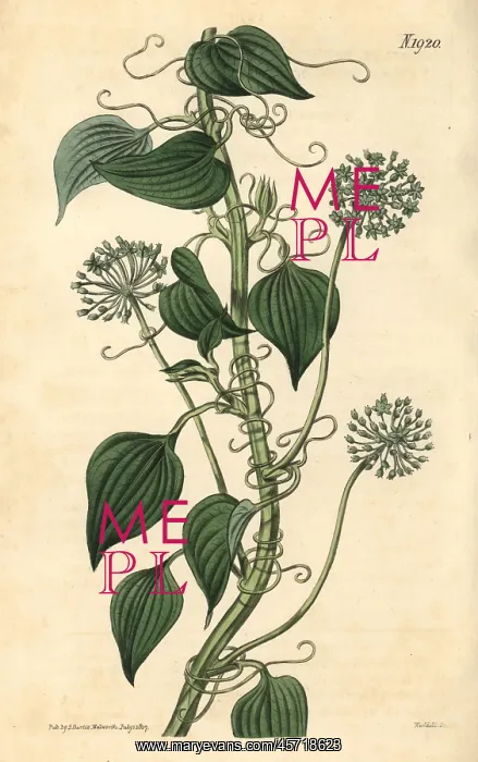 : Herbaceous smilax, Smilax herbacea : Herbaceous smilax, Smilax herbacea