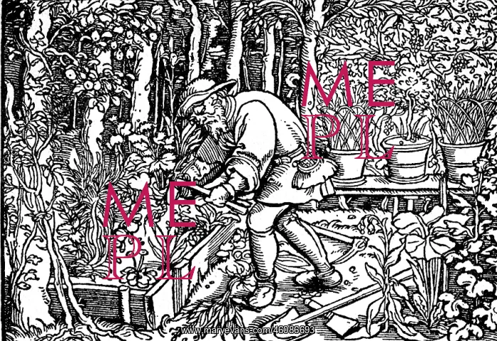 : Herbalist with herbs