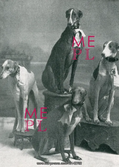 : Herbert's Dogs at the Hippodrome : Herbert's Dogs at the Hippodrome