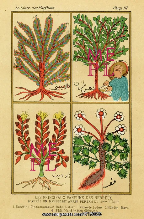 : HERBS 12C ARAB MS : HERBS 12C ARAB MS