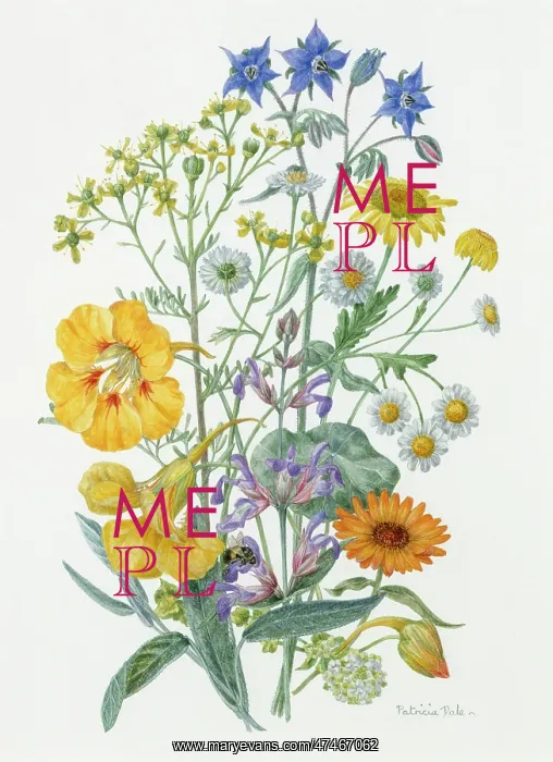 : Herbs ? Borage, Rue, Feverfew, Chamomile etc : Herbs ? Borage, Rue, Feverfew, Chamomile etc