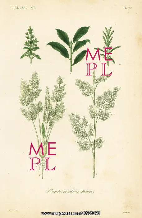 : Herbs, plantes condimentaires : Herbs, plantes condimentaires