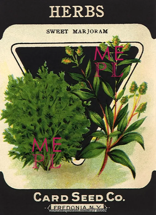  : Herbs Seed Packet