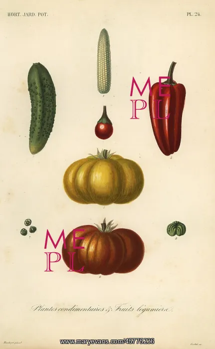 : Herbs and vegetables, plantes condimentaires : Herbs and vegetables, plantes condimentaires