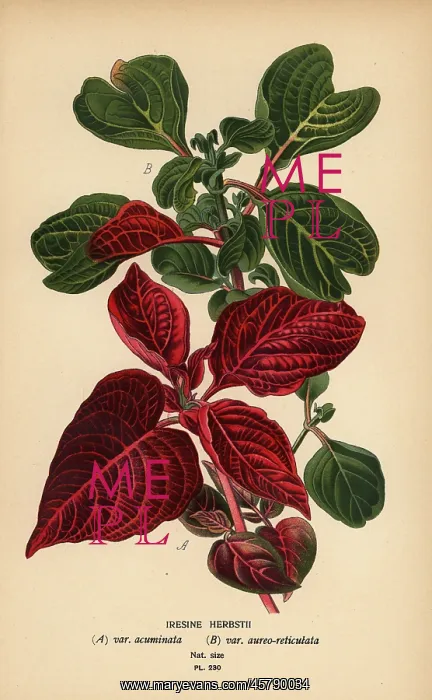 : Herbst's bloodleaf varieties, Iresine herbstii : Herbst's bloodleaf varieties, Iresine herbstii