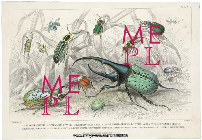 : HERCULES BEETLE ETC : HERCULES BEETLE ETC