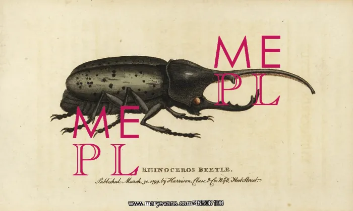 : Hercules beetle, Dynastes hercules : Hercules beetle, Dynastes hercules