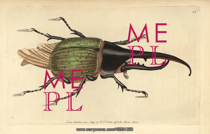 : Hercules beetle, Dynastes hercules : Hercules beetle, Dynastes hercules