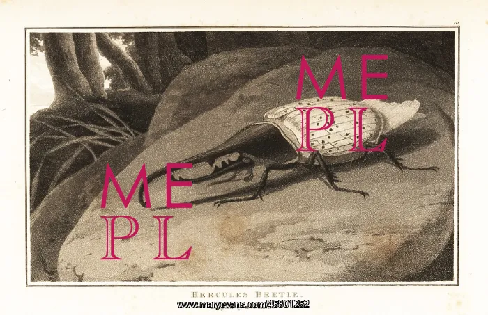 : Hercules beetle, Dynastes hercules, perched on a rock : Hercules beetle, Dynastes hercules, perched on a rock