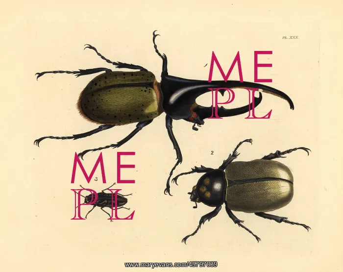 : Hercules beetle and sculptured pine borer : Hercules beetle and sculptured pine borer