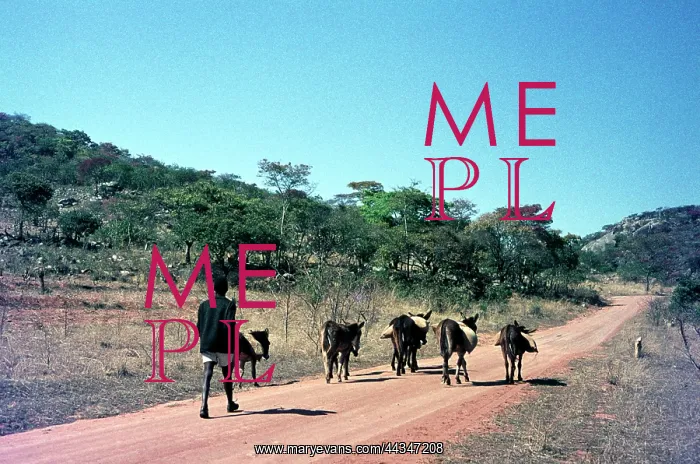 : Herd boy behind cows on road in Botswana : Herd boy behind cows on road in Botswana