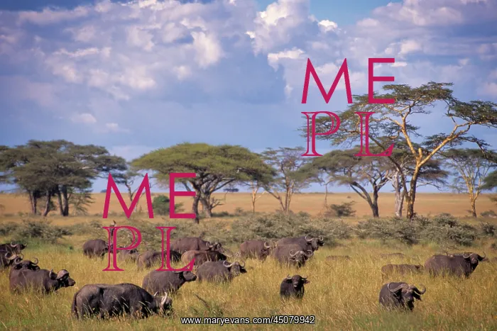 : Herd of Cape Buffalo Synceros Caffer Roaming Past : Herd of Cape Buffalo Synceros Caffer Roaming Past