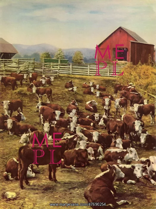  : Herd of Cows
