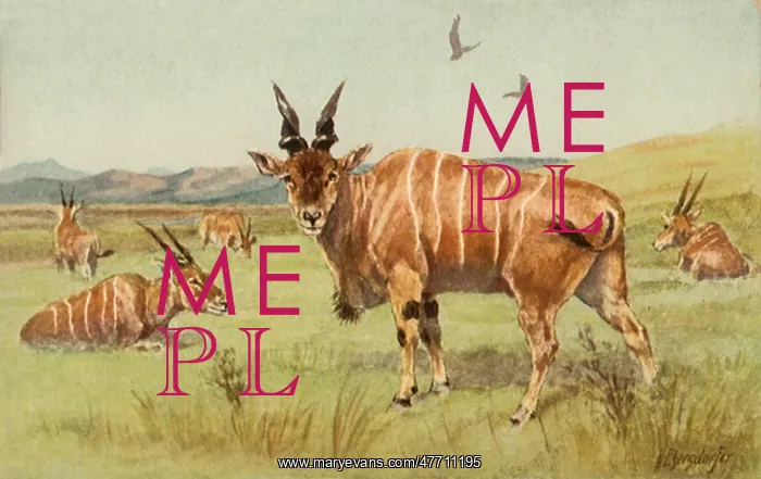 : Herd of Eland