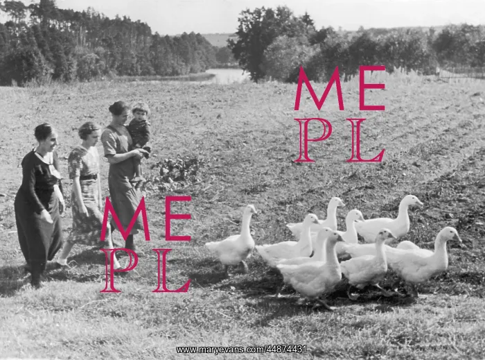  : HERD OF GEESE