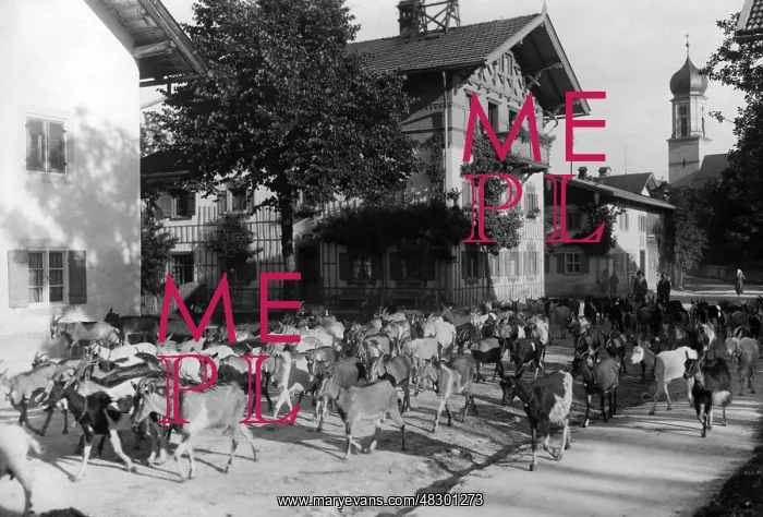 : Herd of goats in Oberammergau, 1920 : Herd of goats in Oberammergau, 1920